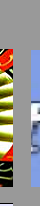 Eingef�gtes Bild