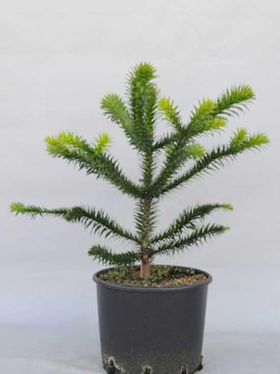 Affenschwanz-Baum.jpg.a6b42c3e8ff60005caf8553c05a88cf8.jpg